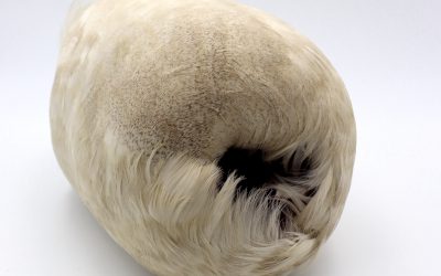 From the Collection: Albatross Muff