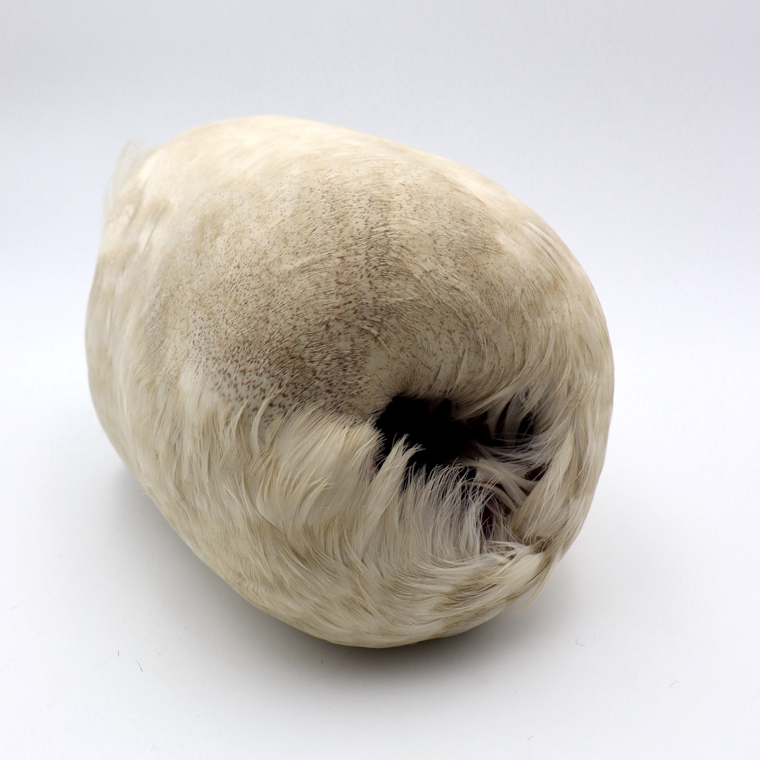 A muff made from an albatross in the late 1800s. From the collection of the The Muse, Lake of the Woods Museum.