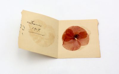 From the Collection: Poppy from France (1917)