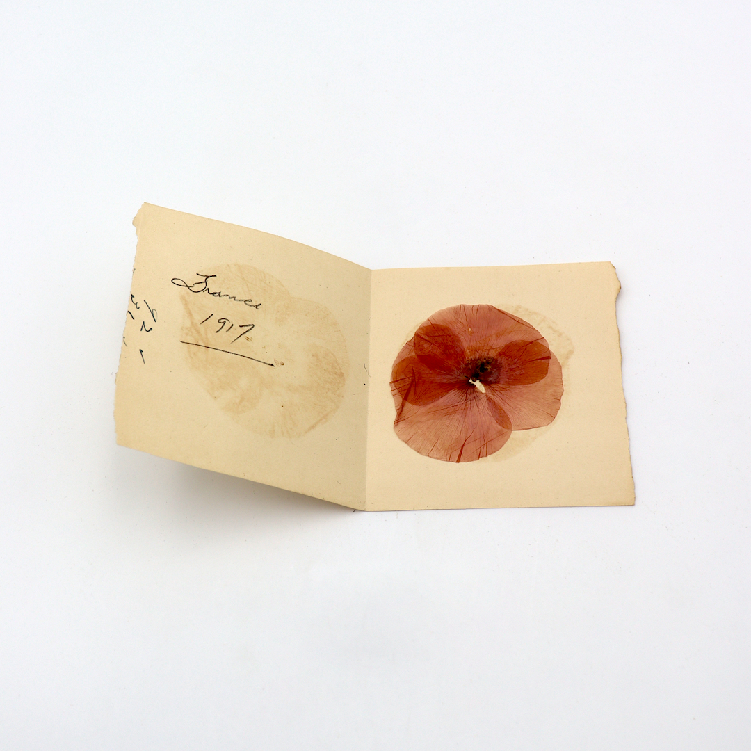 A pressed poppy from 1917 France in a folded piece of paper.