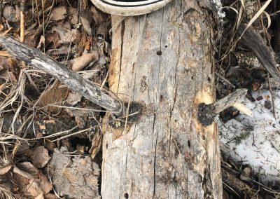 A picture of a log on the forest ground with a black and white sneaker stepping on it.