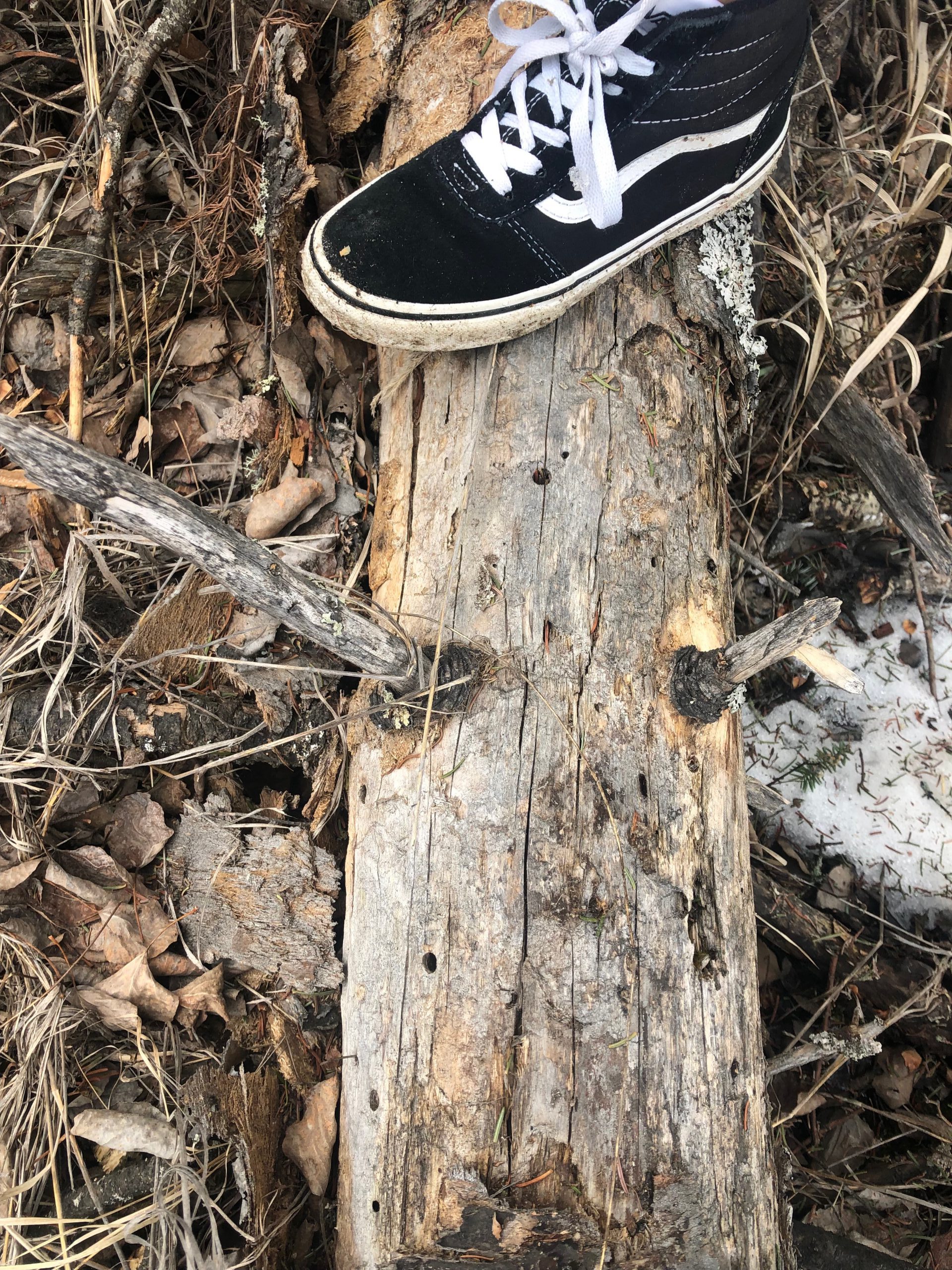 A picture of a log on the forest ground with a black and white sneaker stepping on it.